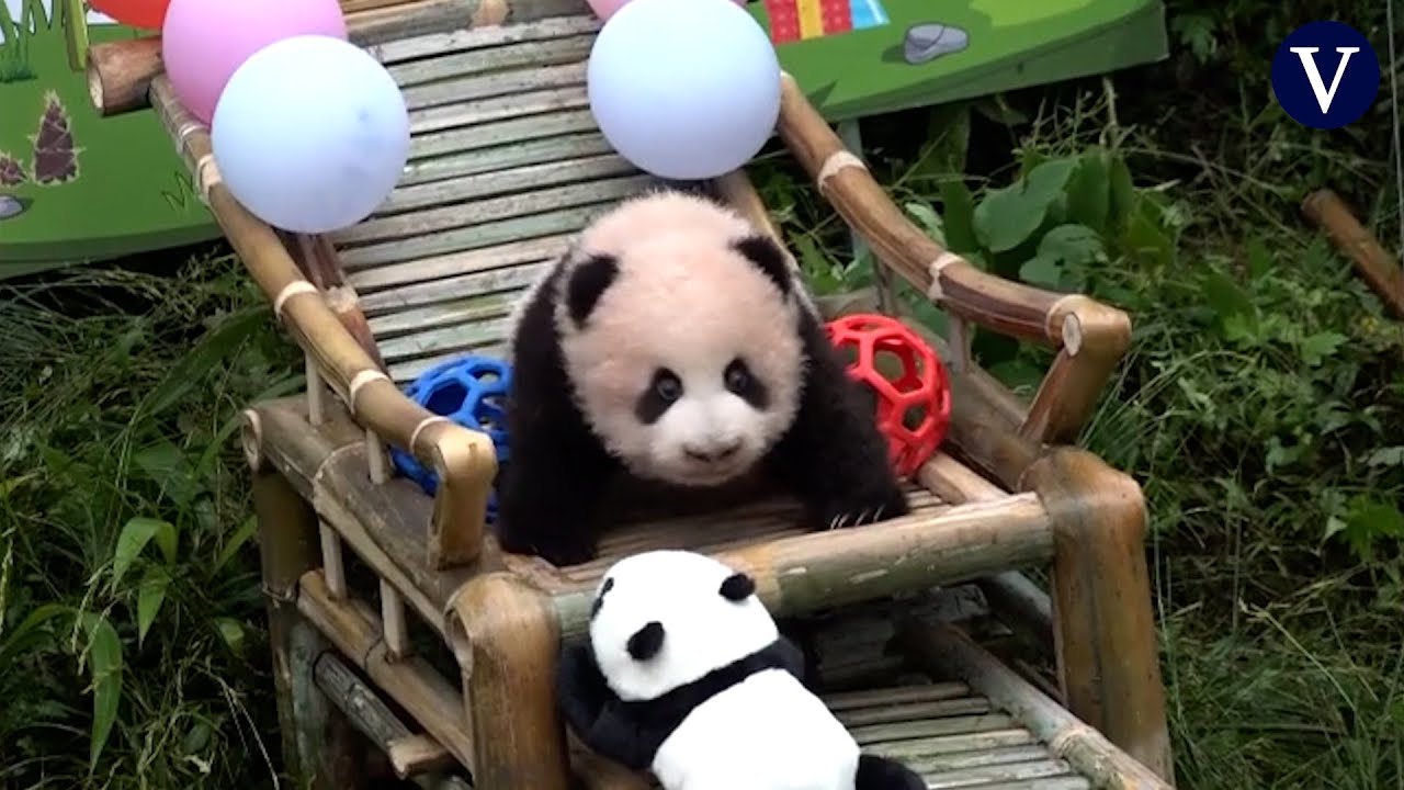 Los 'perros panda', la última moda en China