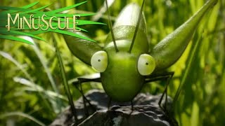 Minuscule - Hoppe Repas Entre Mouches Season 1R