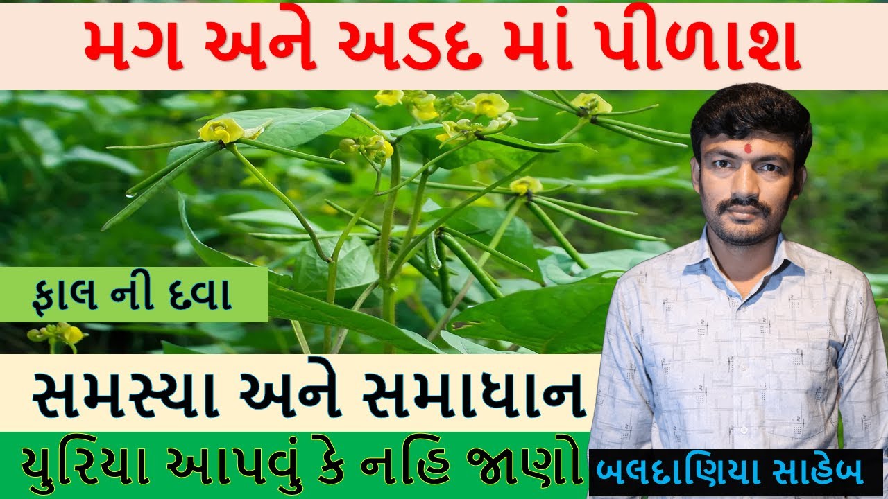 મગ અને અડદ ના પાકમાં વૃધ્ધિ અને વિકાસ, મગનું સારું ઉત્પાદન લેવા માટે જરૂરી ખાતર @MANISHBALDANIYA