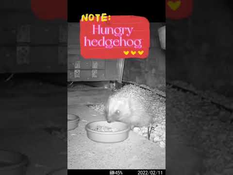 Video: Zašto ježevi hiberniraju?