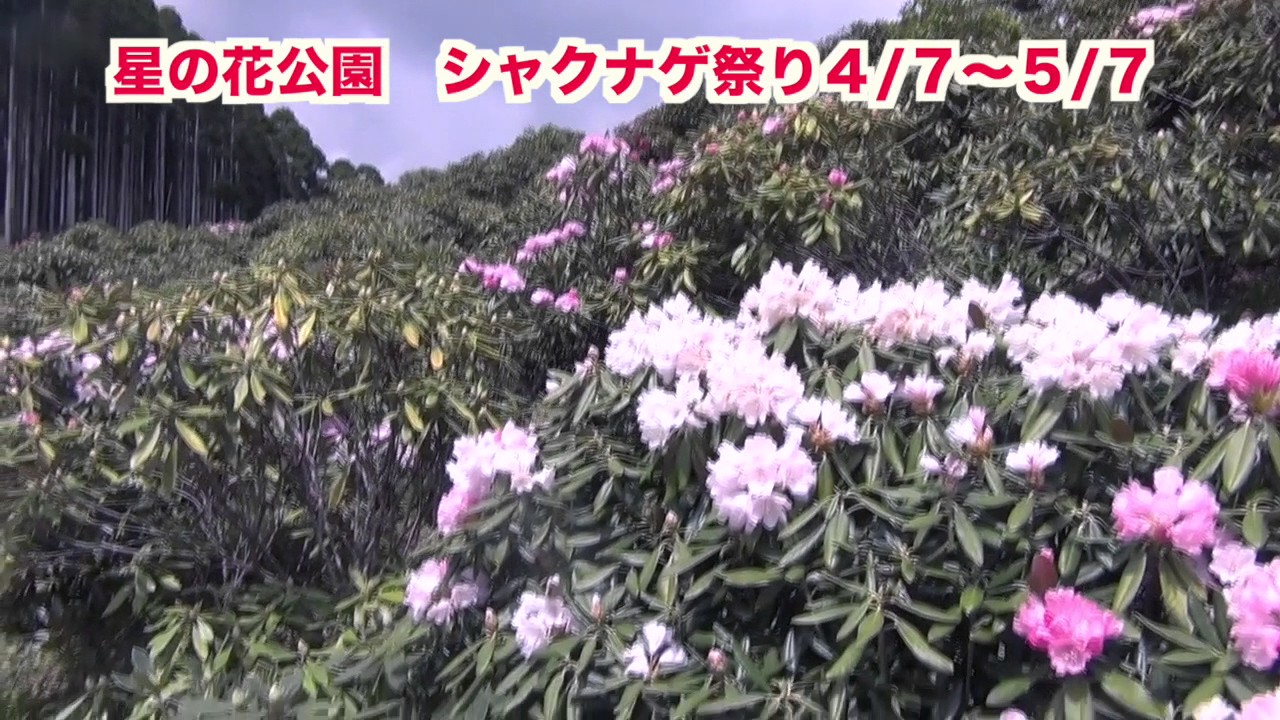 八女市星野村 シャクナゲまつり 星の花公園 Youtube