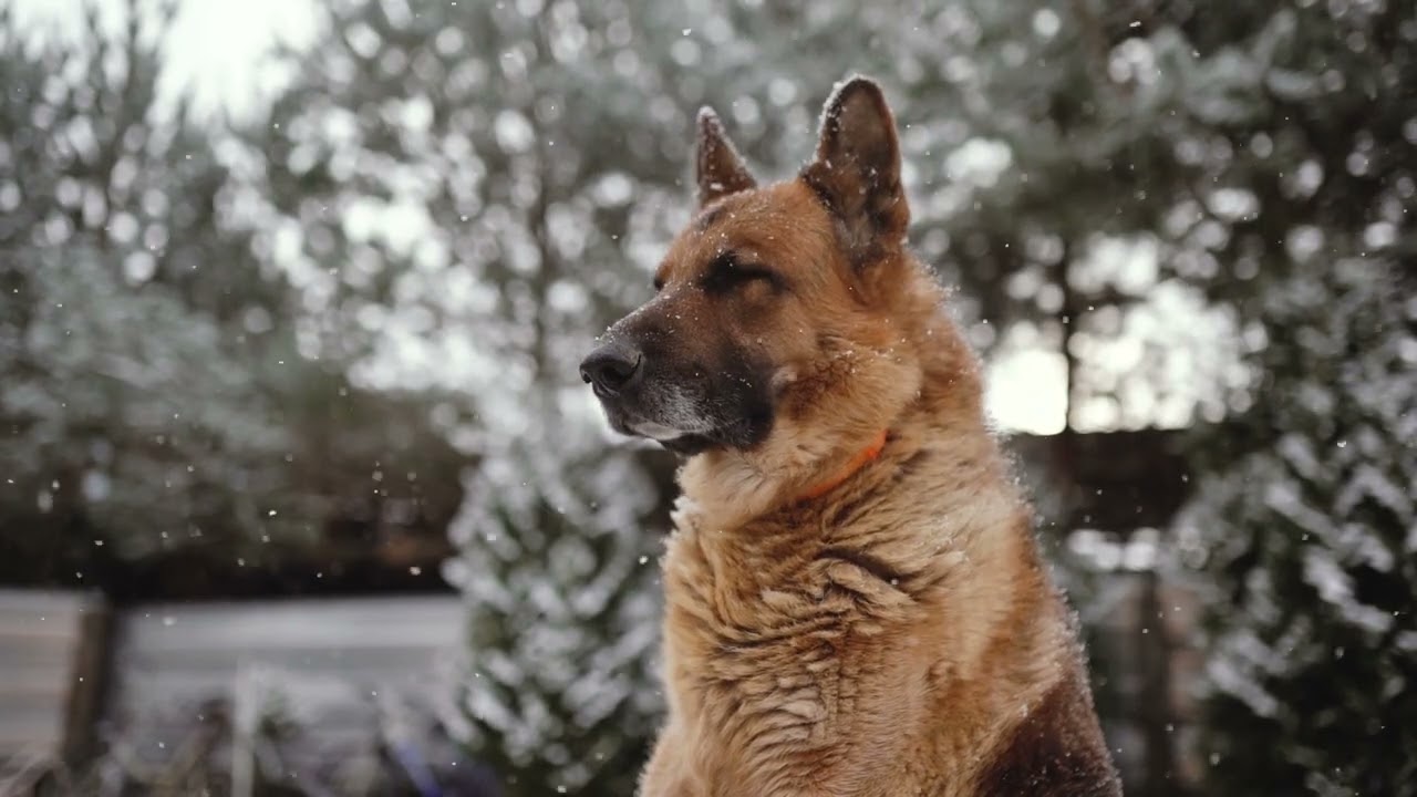 Peaceful Winter Scene: German Shepherd Relaxing in Snow ❄️🐕