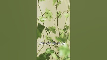 سورة الرحمن. الشيخ محمد صديق المنشاوي #قرآن #تلاوة_خاشعة #محمد_صديق_المنشاوي