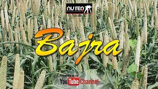A farmer awareness film on best practices of bajra cultivation like,
share and subscribe: nuteq entertainment pvt ltd ........
https://goo.gl/acvrqa follow u...