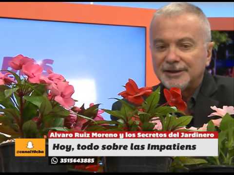 Video: Cultivo de Velvet Love Impatiens: cómo cuidar una planta Velvet Love