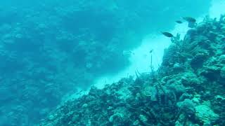 Download Lagu Scuba Diving in Bonaire - Reef off Red Slave Huts MP3 Download Lagu Scuba Diving in Bonaire - Reef off Red Slave Huts MP3