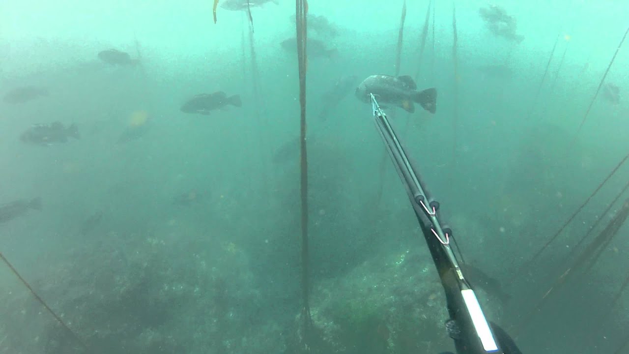 Spearfishing oregon