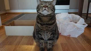 Сложный выбор для кота: пакет или коробка; Hard decision for a cat: plastic bag or a box Сложный выбор для кота: пакет или коробка; Hard decision for a cat: plastic bag or a box