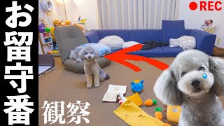 🐶犬のお留守番の様子を久しぶりに覗き見したら、健気過ぎて胸が締め付けられました・・・【トイプードル】