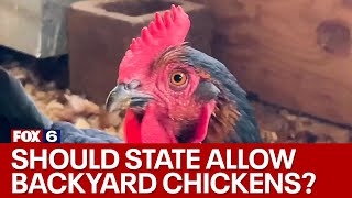 Wisconsin bill would allow backyard chickens in every municipality | FOX6 News Milwaukee