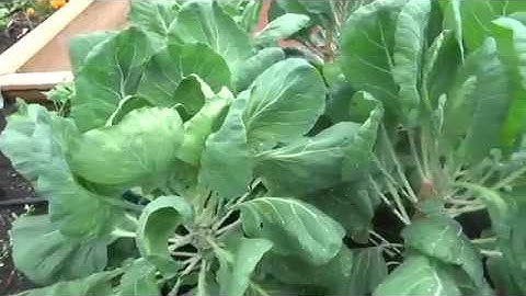 Pruning Brussels Sprouts