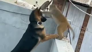German shepherd vs Monkey cute Fight| hillarious reaction🤣