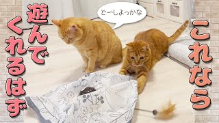 最強のおもちゃキャッチミーイフユーキャン２で遊ぶ猫の兄妹 by ミルダーズハウス 168 views 1 year ago 10 minutes, 1 second