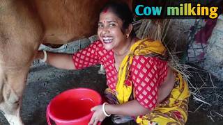 Beautiful Maloti Milking A Cow By Hand ✓ Milking