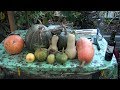 Recolte des courges du jardin du bonheur 2019