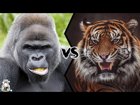Video: Ar putea o gorilă cu spatele argintiu să omoare un tigru?