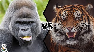 GORILLA VS TIGER  Who Would Win a Fight?