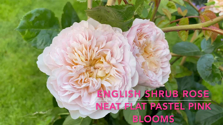 Emily Bronte David Austin english shrub rose Fragr...
