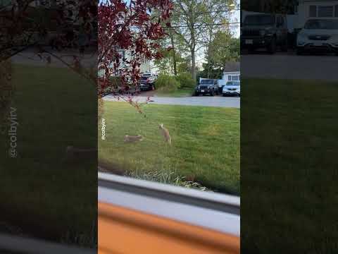 Cutest Bunny Parkour 