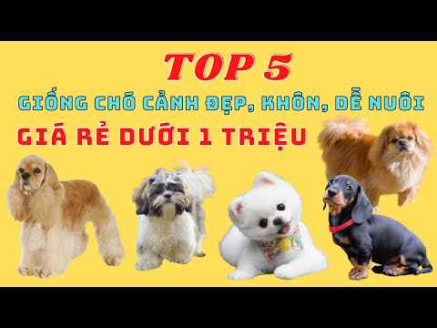 Video: 5 giống đắt nhất để mua bảo hiểm thú cưng cho