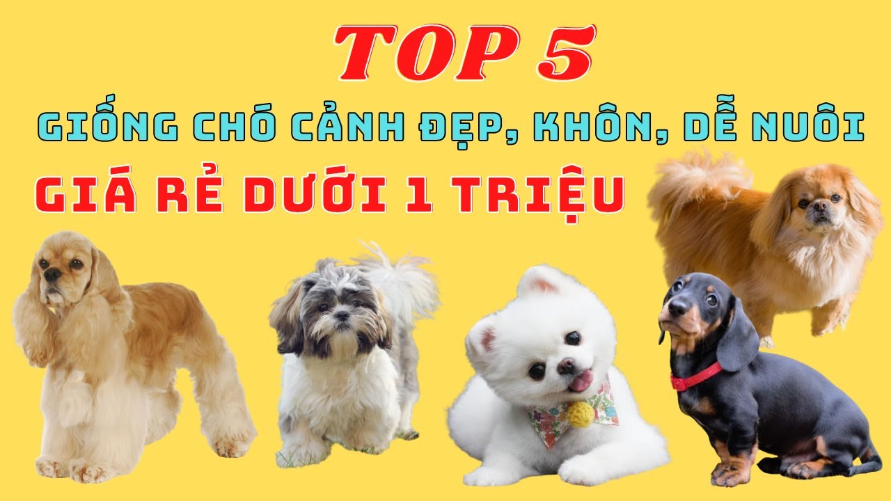 Top 5 Giống Chó Cảnh Đẹp, Khôn, Dễ Nuôi, Giá Rẻ Dưới 1 Triệu Đáng Yêu ...