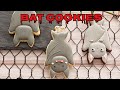 【 ハロウィン 】コウモリクッキーの作り方 ～ How to make Bat Cookies ~