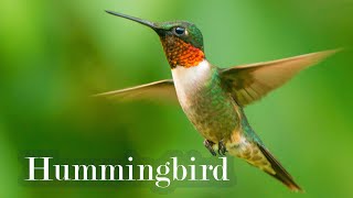 Relaxing Nature Sounds with Fascinating Hummingbird Facts | Calming Wildlife Video