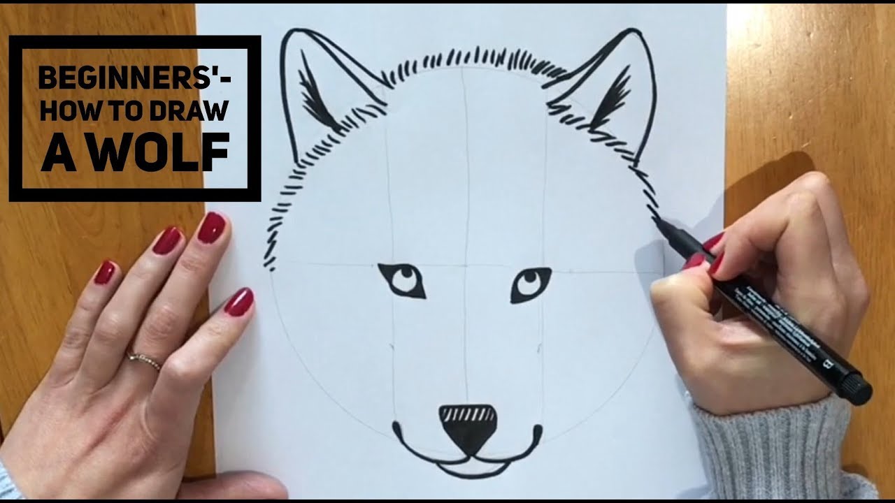 Featured image of post Wolf Easy Beginner Animal Sketches - Easy drawing tips for beginners.