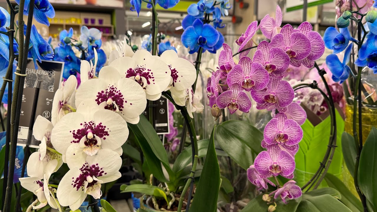 Обзор Орхидей ( Одесса садовый центр )