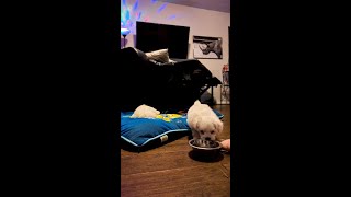 Puppies try food for the first time.