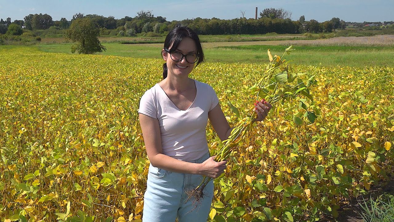 760 ha. Postawili na soję, bo zostawia po sobie azot