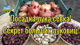 Посадка лука севка.  Все секреты больших луковиц!