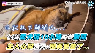 【14歲愛犬撐10小時不捨離開 主人心碎痛哭別再受苦了...】@usersh1cx8us5g