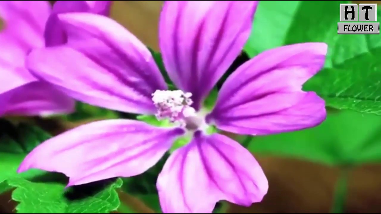 Flower / Flowers / blooming / timelapse / flowers exhibition / flowers