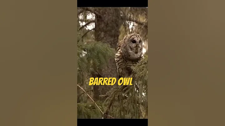 Barred Owl Call 🔊 Close Up Clear Sound Hooting #WhoCooksForYou Mating Courtship Hoots Owl call📢🦉