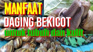 Dahsyat inilah manfaat daging bekicot untuk tubuh dan kulit