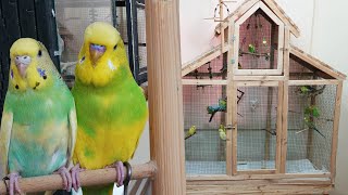 Muhabbet Kuşu Ve Papağanların Doğal Halleri  Kuş Odası