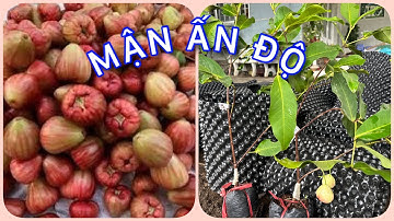 Cây Mận Ấn Độ chua ngọt | 0386569374 - Ngọc Ngân Bến Tre | Chuyên cây độc lạ