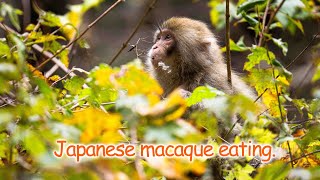 Japanese macaque eating and breastfeeding / ニホンザルの食事 by Kengo  577 views 5 months ago 2 minutes, 52 seconds
