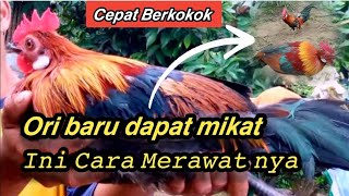 Ayam Hutan Merah Ori Baru Dapat Mikat Agar Cepat Berkokok || Ayam Hutan Merah Asli dari Hutan