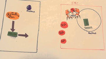 Retinoic Acid video project - Developmental Biology