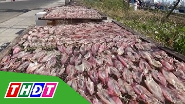 Nhộn nhịp mùa làm khô mực, cá biển | THDT