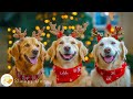 Christmas Music to Help Dogs Relax During the Busy Holiday Season🎄🎅 Sleep Music for Puppies