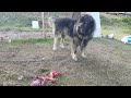 he ate too much today ( epic reaction ) dog bury his food to eat it later