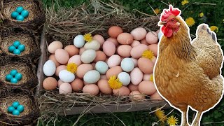 Почему куриные яйца имеют разный цвет?