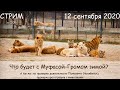 Стрим 12 сентября