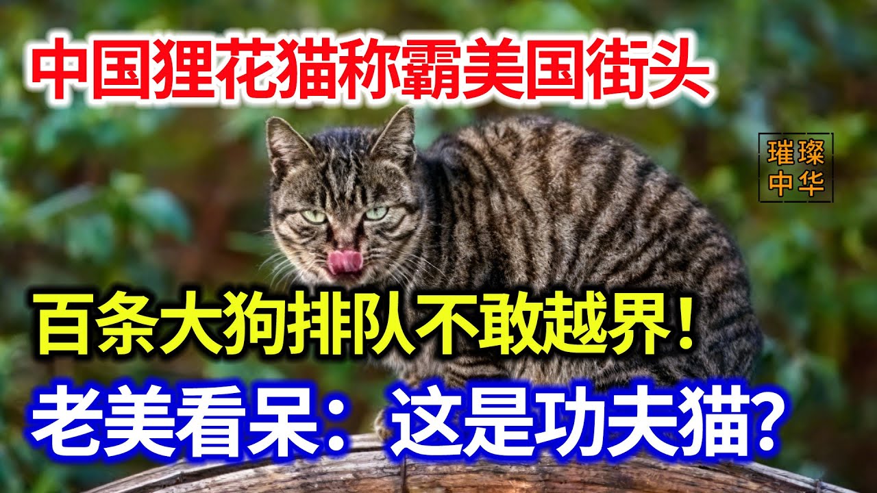 中国狸花猫称霸美国街头！百条大狗排队不敢越界？老美看呆：这是功夫猫？#璀璨中华 #中国新闻 #狸花猫 #宠物 #可爱 #功夫 #最新消息
