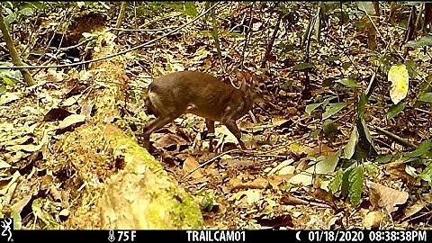 Log cameras, forest animals
