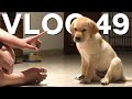 He learnt the cutest trick  vlog 49