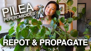 PILEA PEPEROMIOIDES PROPAGATION & CARE | Houseplant Care Tips | Jolene Foliage